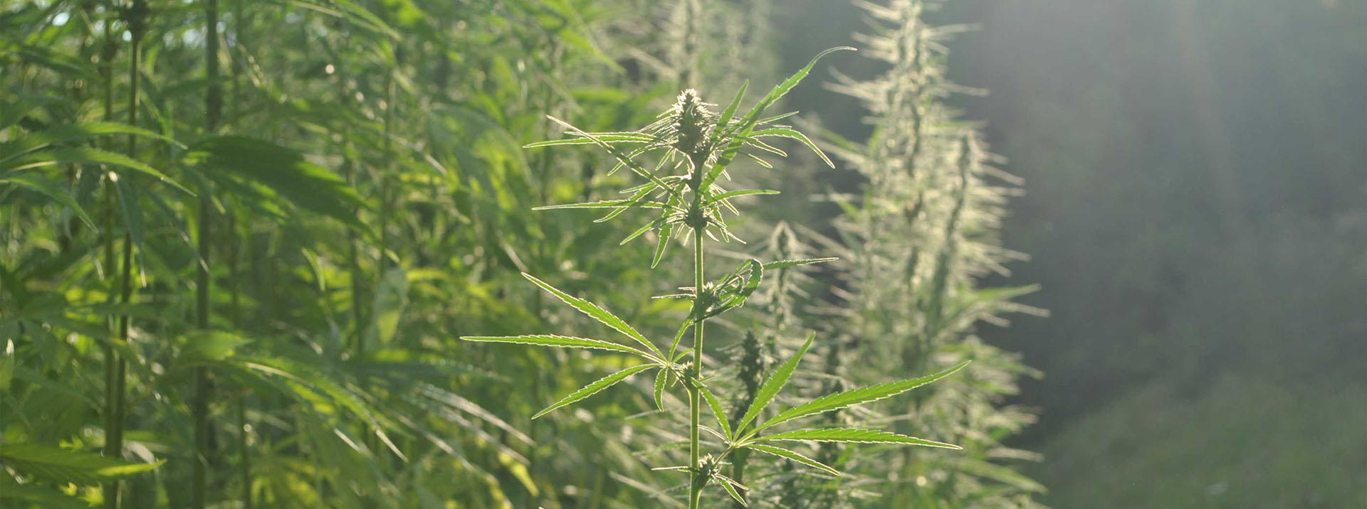 natural environment 1 chanvre konoi 1920x716 1