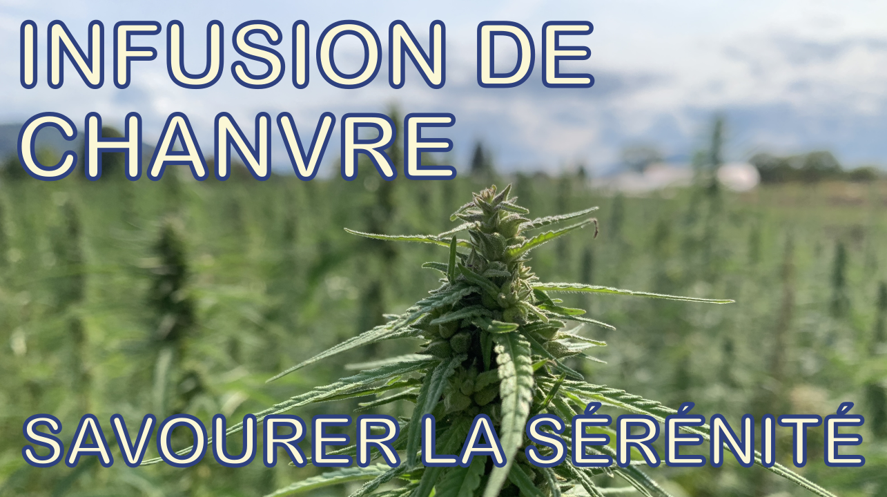 A la découverte de l'infusion de chanvre 7 About Hemp Tea Thumbnail